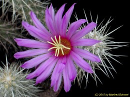 Echinocereus brandegeii 1675